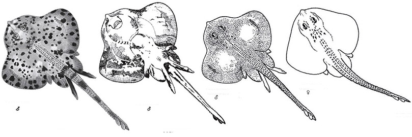 rajella fillae_05.jpg